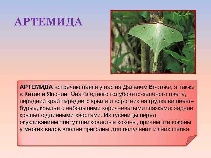 АРТЕМИДА встречающаяся у нас на Дальнем Востоке, а также в Китае и Японии. Она