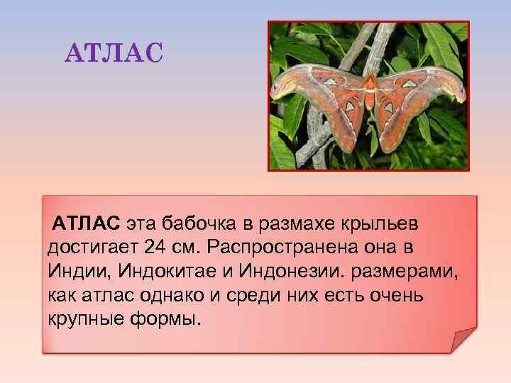 АТЛАС эта бабочка в размахе крыльев достигает 24 см. Распространена она в Индии, Индокитае