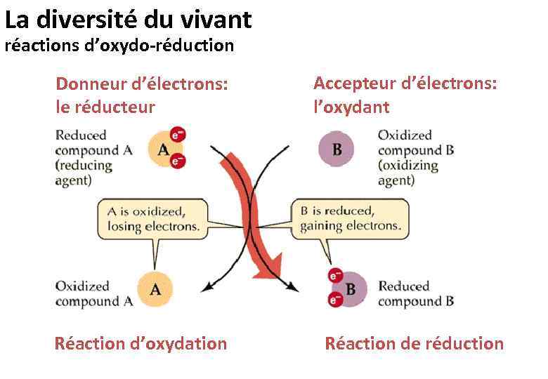 La diversité du vivant réactions d’oxydo-réduction Donneur d’électrons: le réducteur Réaction d’oxydation Accepteur d’électrons: