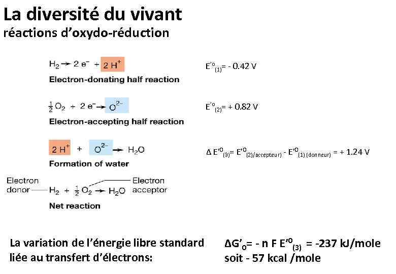 La diversité du vivant réactions d’oxydo-réduction E’o(1)= - 0. 42 V E’o(2)= + 0.