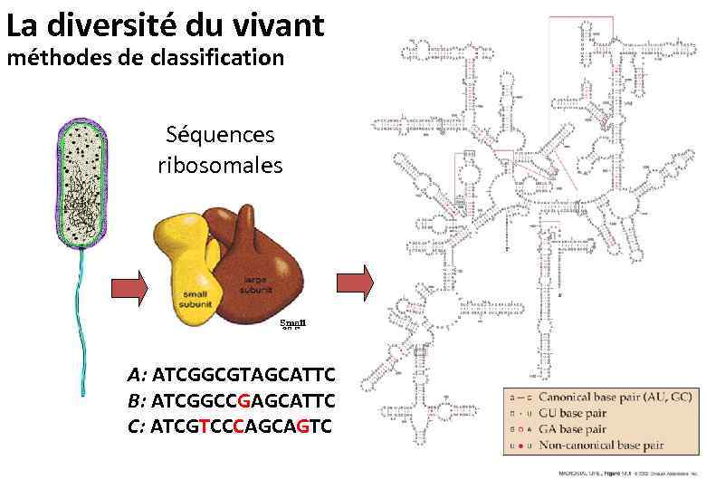 La diversité du vivant méthodes de classification Séquences ribosomales A: ATCGGCGTAGCATTC B: ATCGGCCGAGCATTC C: