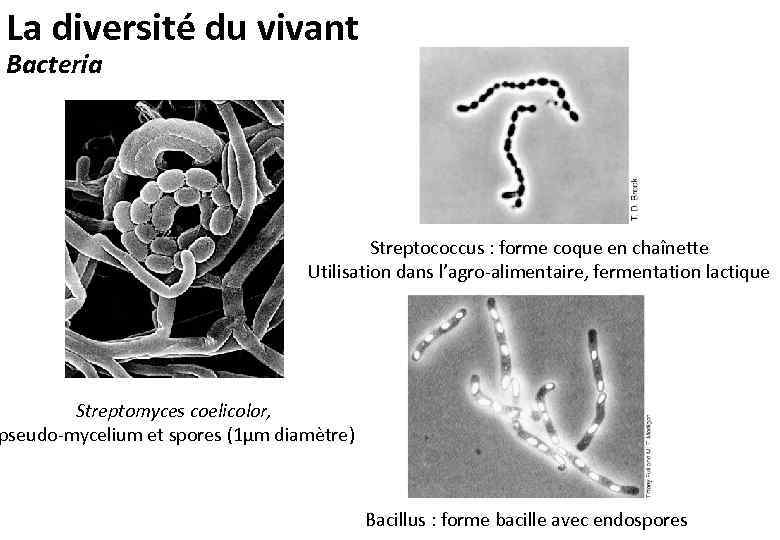 La diversité du vivant Bacteria Streptococcus : forme coque en chaînette Utilisation dans l’agro-alimentaire,
