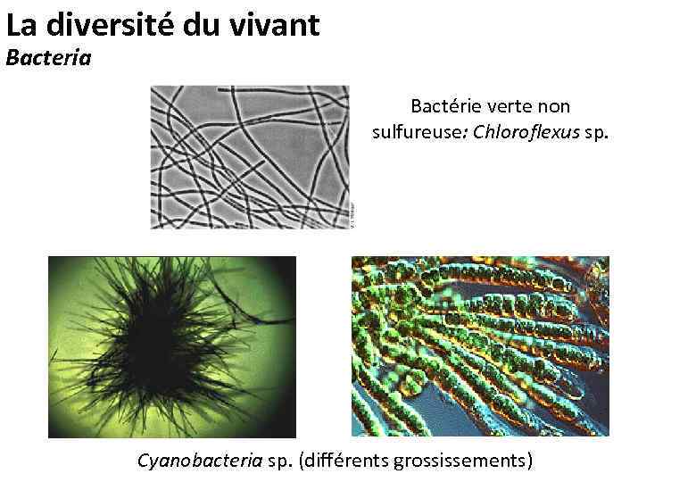 La diversité du vivant Bacteria Bactérie verte non sulfureuse: Chloroflexus sp. Cyanobacteria sp. (différents