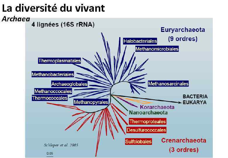 La diversité du vivant Archaea 