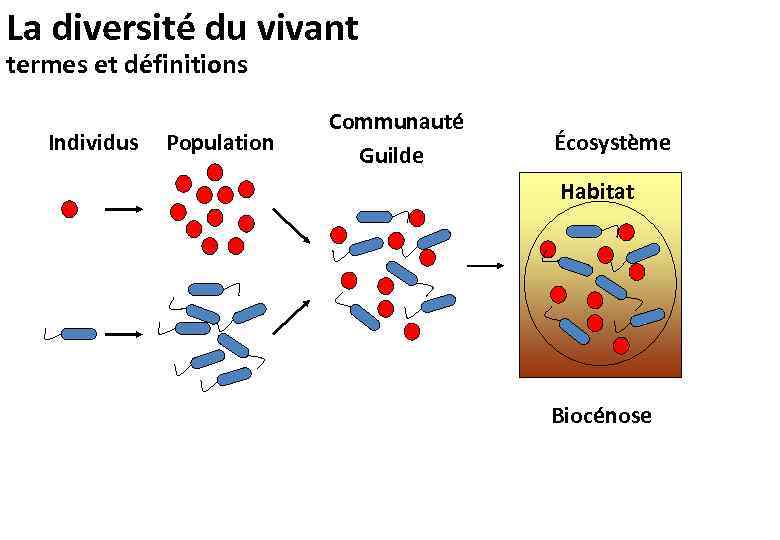 La diversité du vivant termes et définitions Individus Population Communauté Guilde Écosystème Habitat Biocénose