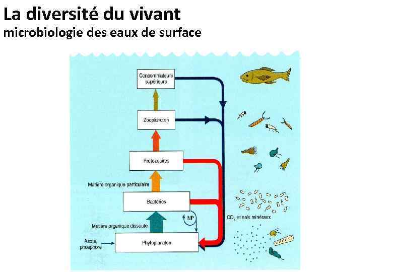 La diversité du vivant microbiologie des eaux de surface 