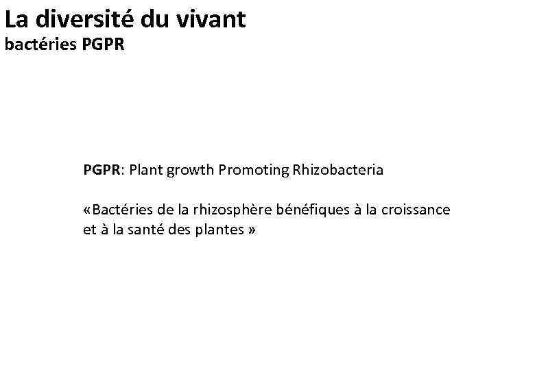 La diversité du vivant bactéries PGPR: Plant growth Promoting Rhizobacteria «Bactéries de la rhizosphère