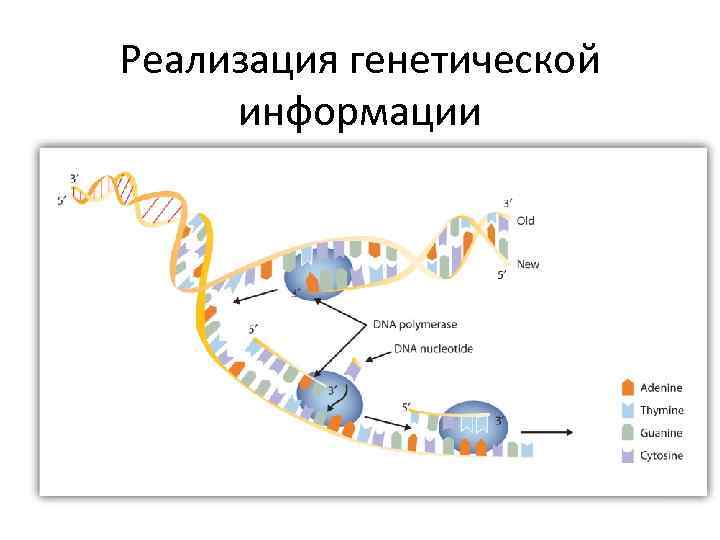 Реализация наследственной информации в клетке осуществляется по схеме