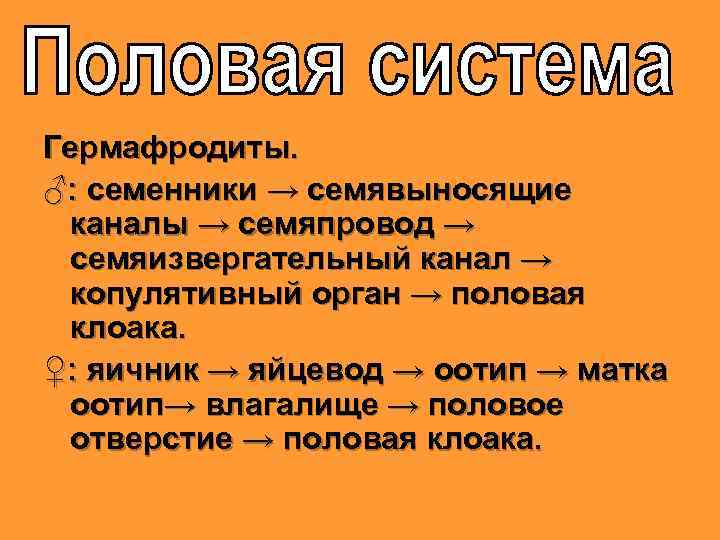 Гермафродиты. ♂: семенники → семявыносящие каналы → семяпровод → семяизвергательный канал → копулятивный орган