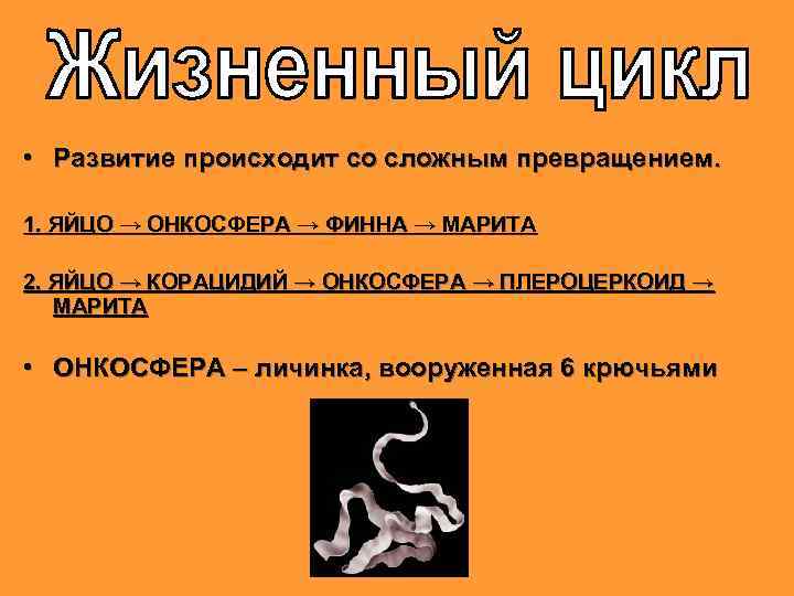  • Развитие происходит со сложным превращением. 1. ЯЙЦО → ОНКОСФЕРА → ФИННА →