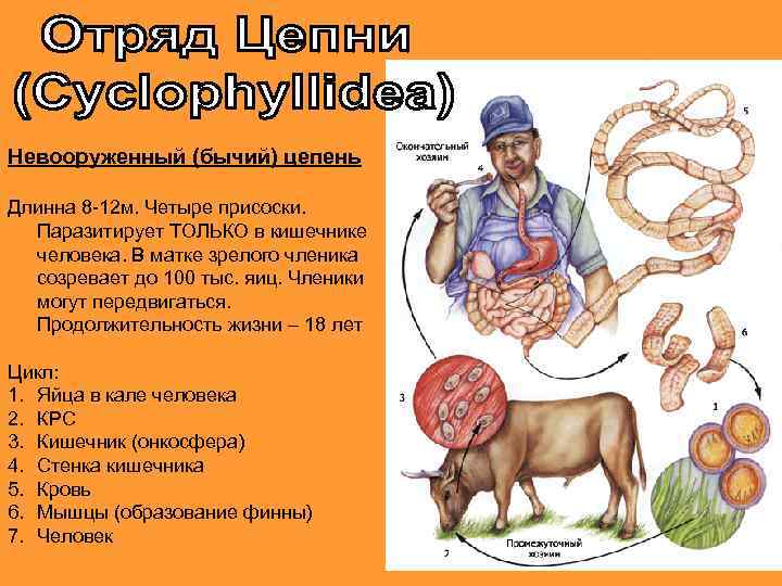 Невооруженный (бычий) цепень Длинна 8 -12 м. Четыре присоски. Паразитирует ТОЛЬКО в кишечнике человека.