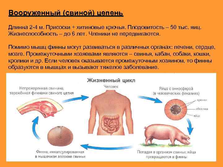 Вооруженный (свиной) цепень Длинна 2 -4 м. Присоски + хитиновые крючья. Плодовитость – 50