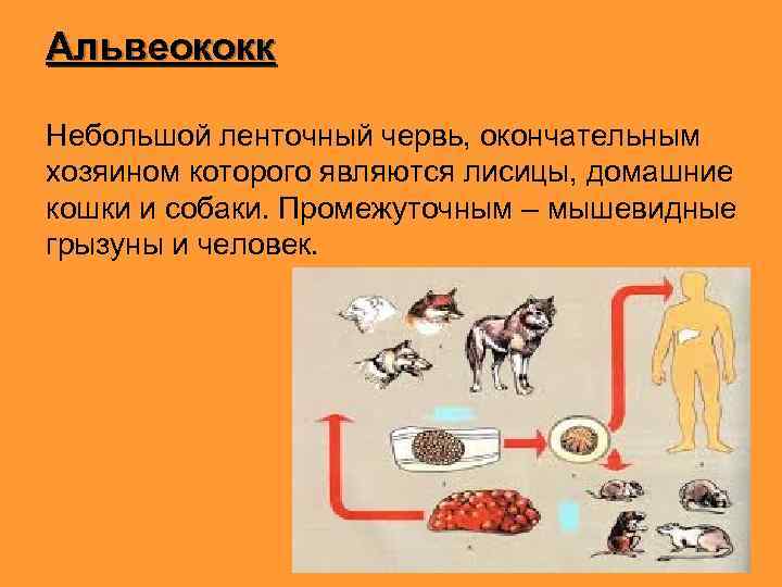 Альвеококк Небольшой ленточный червь, окончательным хозяином которого являются лисицы, домашние кошки и собаки. Промежуточным