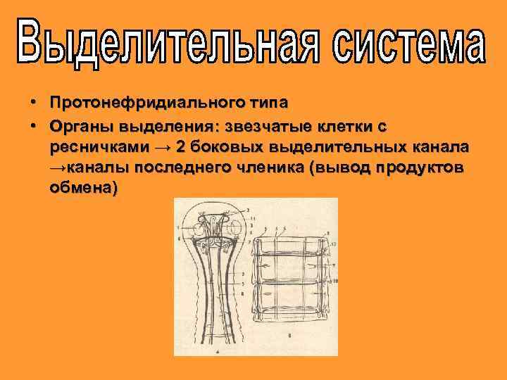  • Протонефридиального типа • Органы выделения: звезчатые клетки с ресничками → 2 боковых