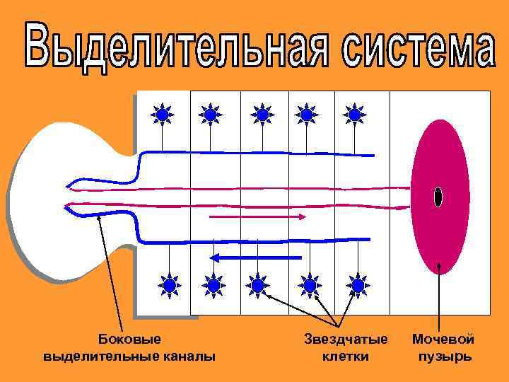 Боковые выделительные каналы Звездчатые клетки Мочевой пузырь 