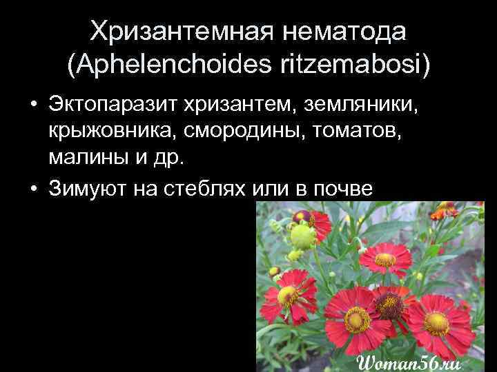 Хризантемная нематода (Aphelenchoides ritzemabosi) • Эктопаразит хризантем, земляники, крыжовника, смородины, томатов, малины и др.