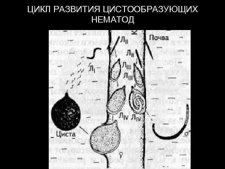 ЦИКЛ РАЗВИТИЯ ЦИСТООБРАЗУЮЩИХ НЕМАТОД 