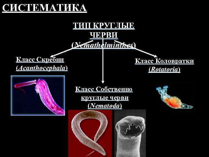 СИСТЕМАТИКА ТИП КРУГЛЫЕ ЧЕРВИ (Nemathelminthes) Класс Скребни (Acanthocephala) Класс Коловратки (Rotatoria) Класс Собственно круглые