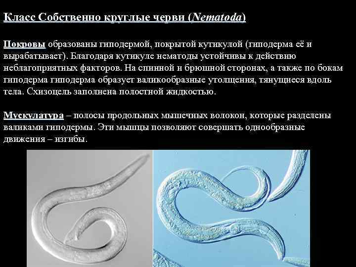 Класс Собственно круглые черви (Nematoda) Покровы образованы гиподермой, покрытой кутикулой (гиподерма её и вырабатывает).