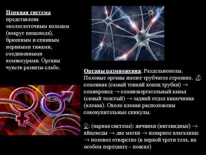 Нервная система представлена окологлоточным кольцом (вокруг пищевода), брюшным и спинным нервными тяжами, соединенными комиссурами.