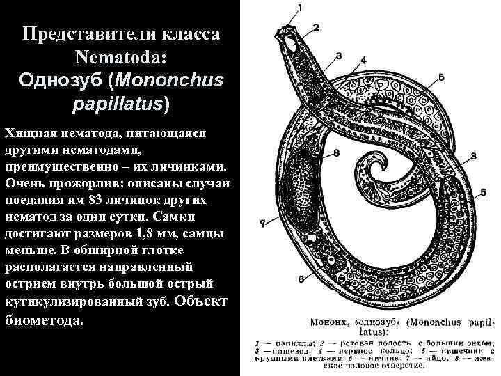 Представители класса Nematoda: Однозуб (Mononchus papillatus) Хищная нематода, питающаяся другими нематодами, преимущественно – их