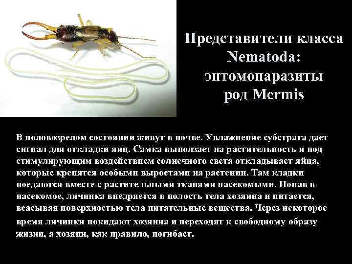 Представители класса Nematoda: энтомопаразиты род Mermis В половозрелом состоянии живут в почве. Увлажнение субстрата