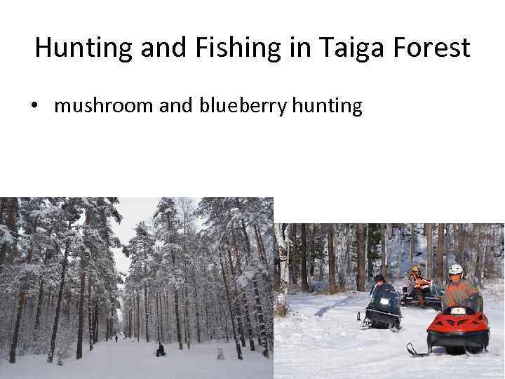 Hunting and Fishing in Taiga Forest • mushroom and blueberry hunting 