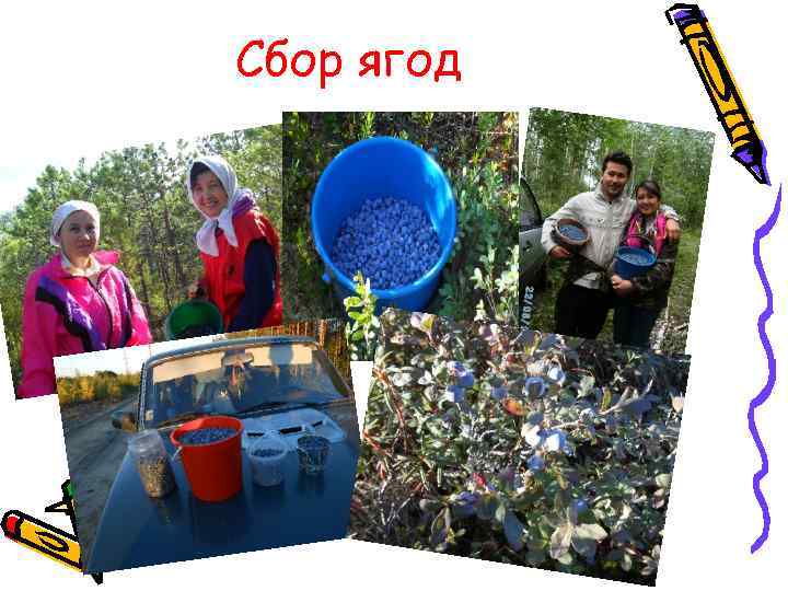 Сбор ягод 