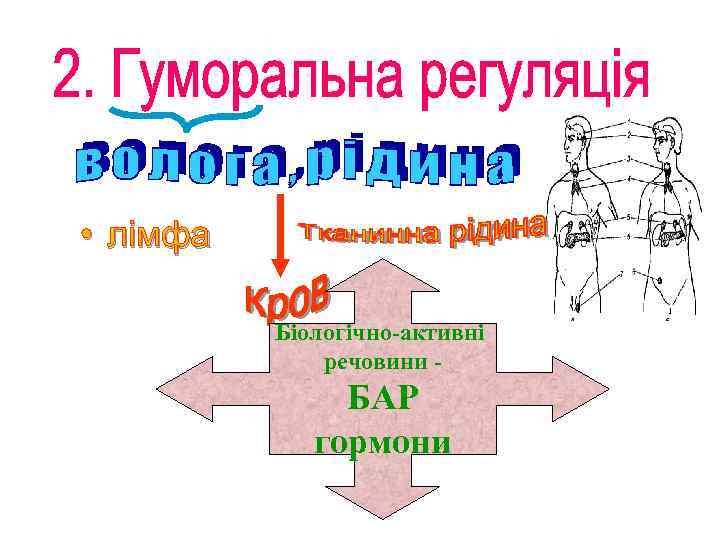  • лімфа Біологічно-активні речовини - БАР гормони 