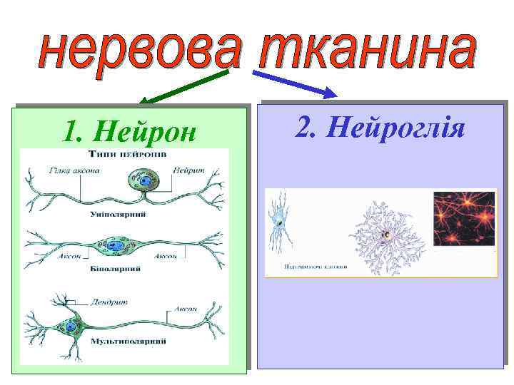 1. Нейрон 2. Нейроглія 
