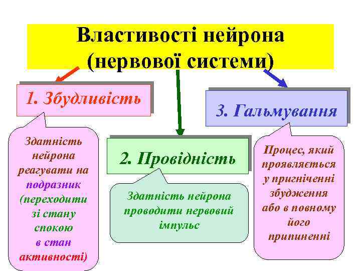 Властивості нейрона (нервової системи) 1. Збудливість Здатність нейрона реагувати на подразник (переходити зі стану