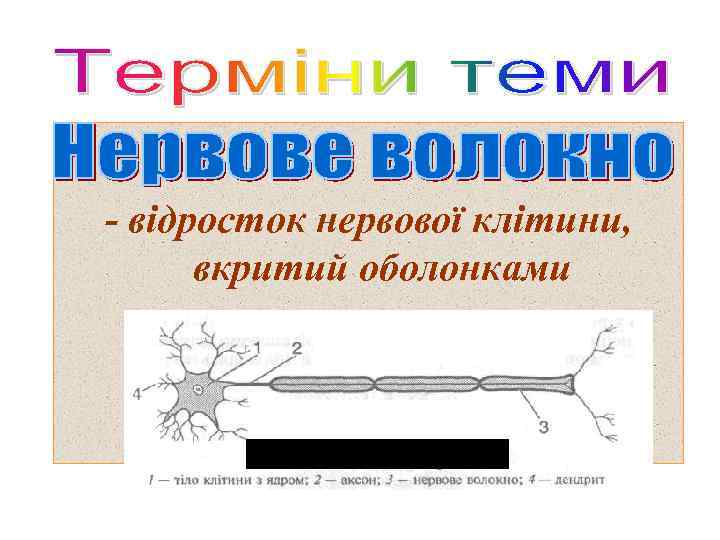 - відросток нервової клітини, вкритий оболонками 
