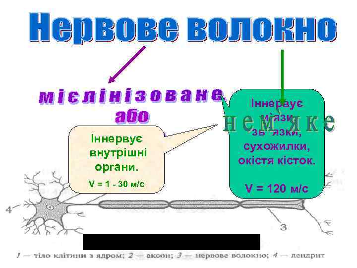 Іннервує внутрішні органи. V = 1 - 30 м/c Іннервує м`язи, зв `язки, сухожилки,