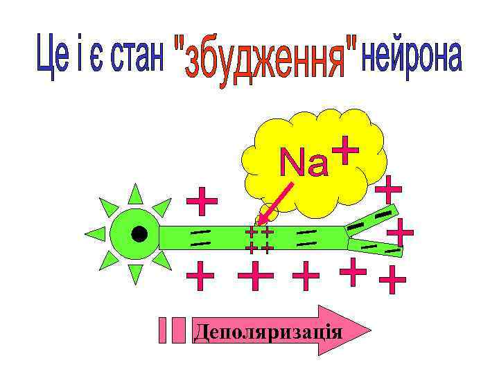Деполяризація 
