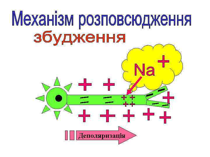 Деполяризація 