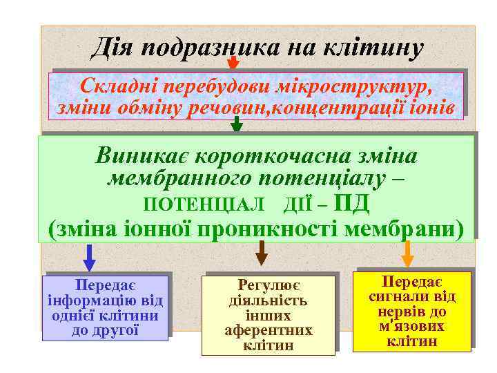 Дія подразника на клітину Складні перебудови мікроструктур, зміни обміну речовин, концентрації іонів Виникає короткочасна