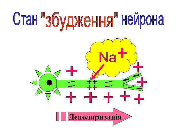 Деполяризація 