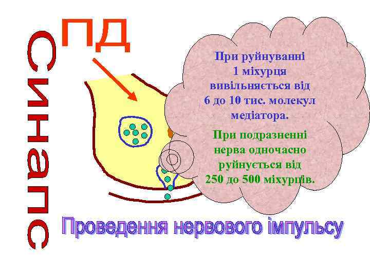 При руйнуванні 1 міхурця вивільняється від 6 до 10 тис. молекул медіатора. При подразненні