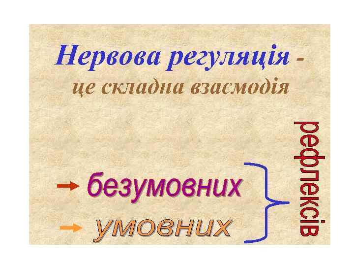 Нервова регуляція це складна взаємодія 