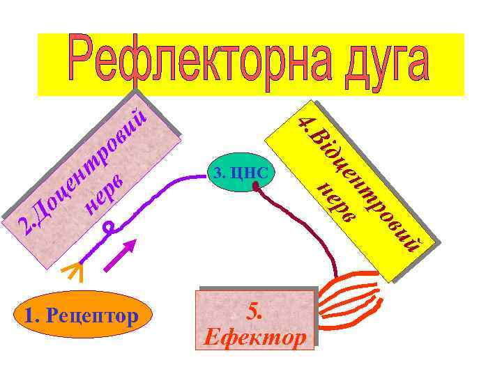 3. ЦНС 1. Рецептор ий 2 в ро нт це рв не в ро