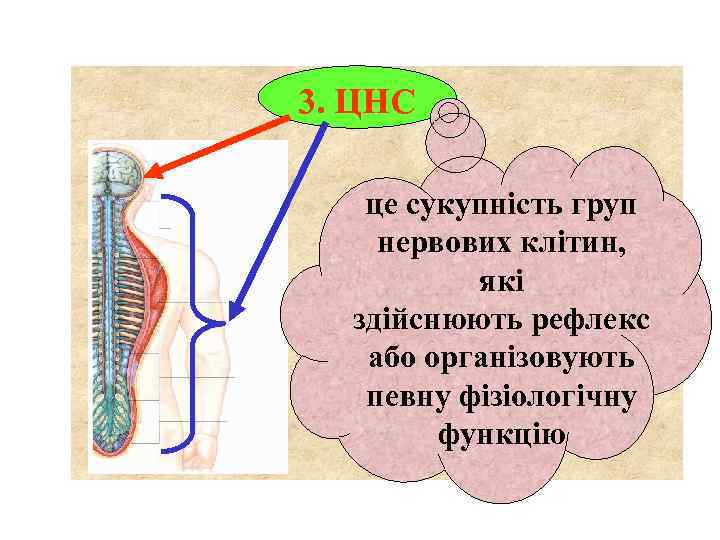 3. ЦНС це сукупність груп нервових клітин, які здійснюють рефлекс або організовують певну фізіологічну