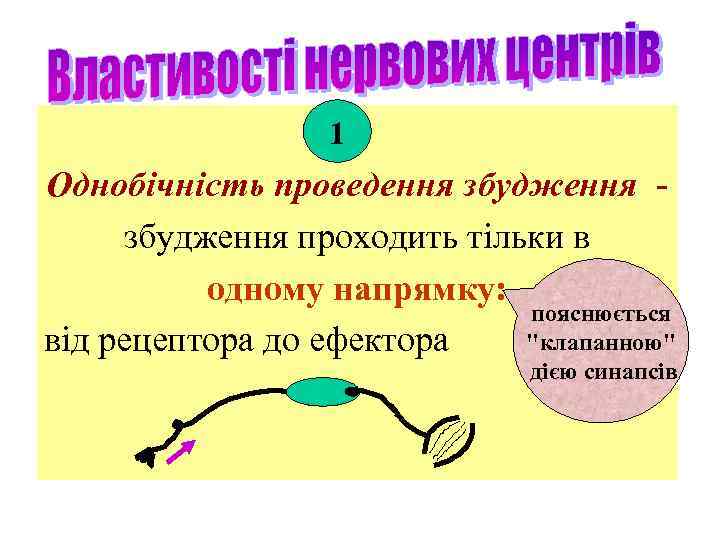 1 Однобічність проведення збудження проходить тільки в одному напрямку: пояснюється 