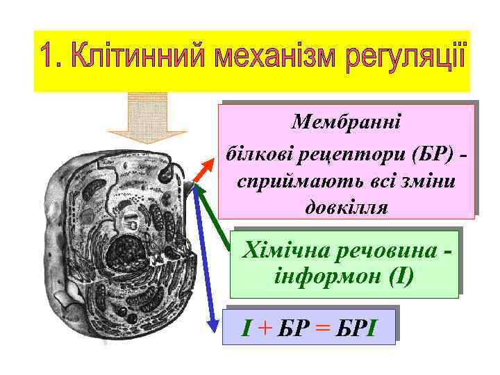 Мембранні білкові рецептори (БР) сприймають всі зміни довкілля Хімічна речовина інформон (І) І +