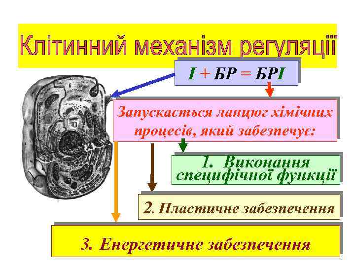 І + БР = БРІ Запускається ланцюг хімічних процесів, який забезпечує: 1. Виконання специфічної