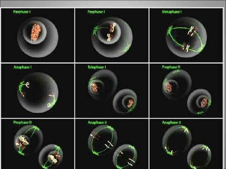 После детерминации клеток, т. е. после окончательного формирования эпигенома, начинается дифференцировка – процесс морфологической,