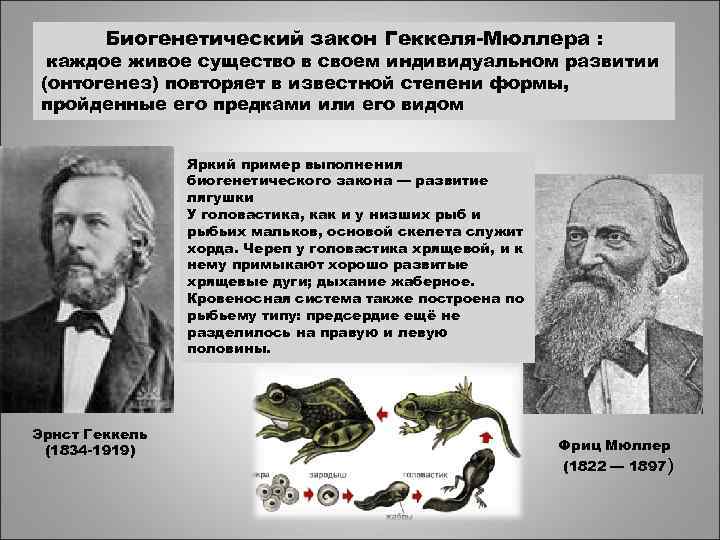 Биогенетический закон Геккеля-Мюллера : каждое живое существо в своем индивидуальном развитии (онтогенез) повторяет в