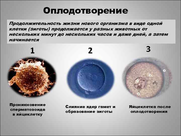 Оплодотворение Продолжительность жизни нового организма в виде одной клетки (зиготы) продолжается у разных животных