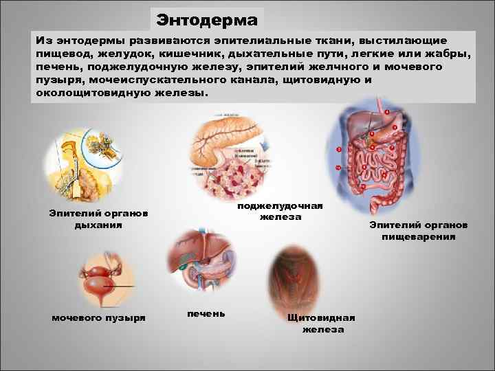 Энтодерма Из энтодермы развиваются эпителиальные ткани, выстилающие пищевод, желудок, кишечник, дыхательные пути, легкие или