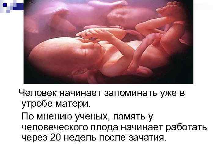  Человек начинает запоминать уже в утробе матери. По мнению ученых, память у человеческого