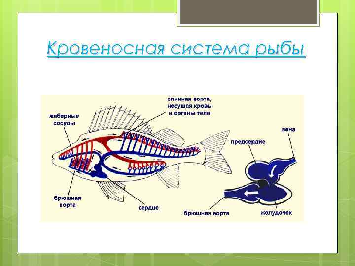 Кровеносная система рыбы 